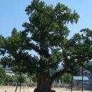 천제연 담팔수나무 이미지