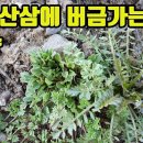 황새냉이(쇄미제)--원기늘 높여 정력을 증진하며, 간기능 강화, 폐를 보하며 윤택하게하고, 눈을 밝게하며, 노화를 억제하는 약초 조회수 이미지