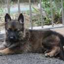 셰퍼트 분양 이미지