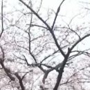 벚꽃역 이미지