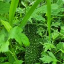 달리는족족 이미지