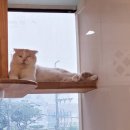 묘랑 고양이 전문호텔 이미지