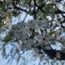 가든 그로브에서의 벚꽃놀이 이미지