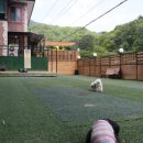 나무애견유치원 이미지