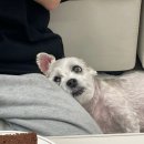 뉴로동물의료센터 이미지