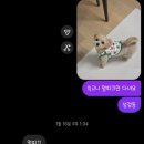 예진유치원 | 너 내 강아지 맞아? 깨비 미용실 정보 뿌립니다 | 천안 성정동 애견미용 내돈내산 후기