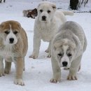 도그동물농장 이미지