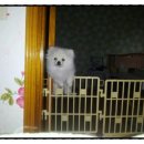 몽이냥이 이미지