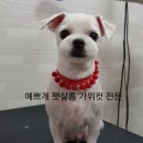 예쁘개펫살롱 이미지