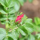 해당화경로당 이미지