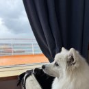 프리미엄 켄넬 | 골드스텔라 제주도 애견동반 탑승 후기 중형견 이동가방