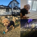 포도밭 옆 펜션 | 힐링여행, 리드줄 없이 마음껏 뛰어놀 '포도밭댕댕이' 애견동반 팬션 후기(:초코와 여행을 떠나요.)