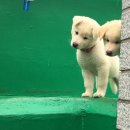 똥강아지 이미지