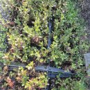 듀크삽목묘분양하거나 피트모스와교환청합니다 이미지