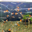 아쿠아수족관 이미지