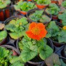 주황농장 이미지