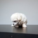 이유샵 이미지
