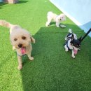 댕댕이 지구대 이미지