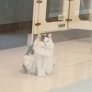 쿨펫 동물병원 이마트 금정점 이미지