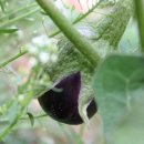 작은농원 이미지