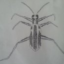 세밀화 그리기 이미지