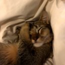 이형윤동물병원 | 평택 이형윤 동물병원 고양이 발목골절