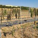 단수농장 이미지