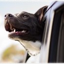 구리중고차 이미지