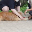 대동동물병원 이미지