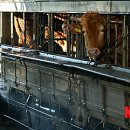 부천시축산물공판장 이미지