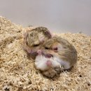 펫엔글라이더 대전점 이미지