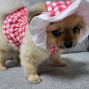 콩밭매는 강아지 이미지