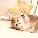 몽글몽글 이미지