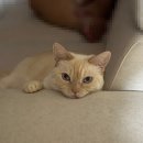 주식회사하얀 | 3월말 삿포로 비에이투어 후기☃️