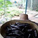 옥주농장 이미지