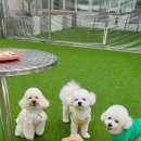 펫라운지 애견미용 애견호텔 이미지