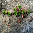 기린초등학교 이미지