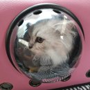 개밥주는고양이 이미지