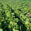 예진농장 이미지