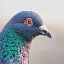 (유)매일교통 이미지