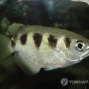 고기가 고기다 MBN