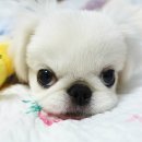 알로하 페키니즈 이미지