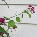 꽃보다 씨꼬투리가 아름다운 Lunaria(루나리아, 돈꽃)를 아시나요? 이미지