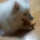 꼬꼬언니 이미지