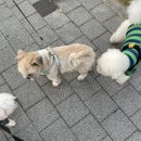 [24] 여름에는 은색 드럼을 두드리는 비를 너에게 줄게