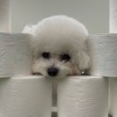 멍줍 강아지 산책 유치원 이미지