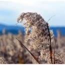 순천만 갈대밭 이미지