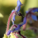 서양지치 [西洋 ──, borage] 이미지