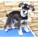 강아지 세상 이미지