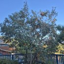 이태원2대림 | 높아서 수확 불가능한 감나무 가지치기하며 감까지 수확해드린 후기